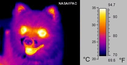 infrared dog