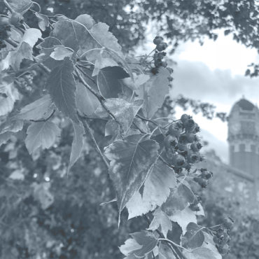 A close-up shot of foliage with the Chelsea Clocktower in the background.